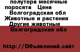 полутора месячные поросята › Цена ­ 3 000 - Волгоградская обл. Животные и растения » Другие животные   . Волгоградская обл.